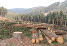 KFS Explains Tree Felling at Ngong Hills After Illegal Logging Claims Ngong Hills