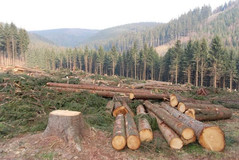 KFS Explains Tree Felling at Ngong Hills After Illegal Logging Claims Ngong Hills