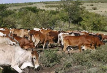 16 Stolen Cows Recovered in Kirinyaga as Two Suspects Arrested Kirinyaga