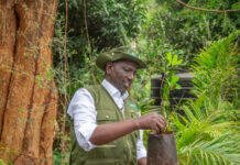 Mazingira Day: Government Targets 6 Million Trees in One Hour Ruto planting trees Mazingira Day