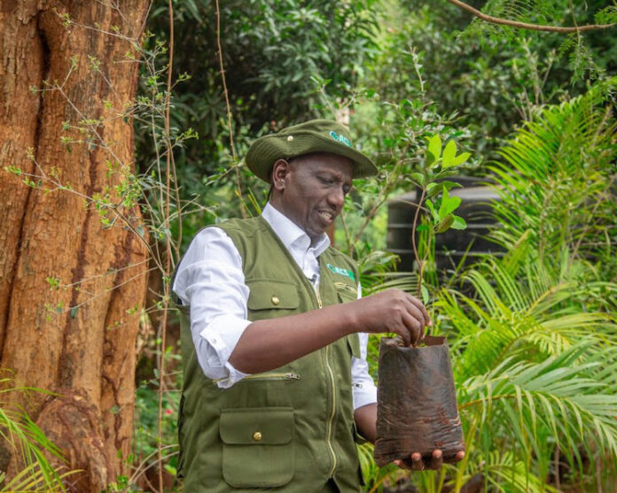 William Ruto Ruto planting trees Mazingira Day