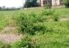 Mombasa: President Ruto’s Housing Project Stalls, Now Breeding Ground for Reptiles